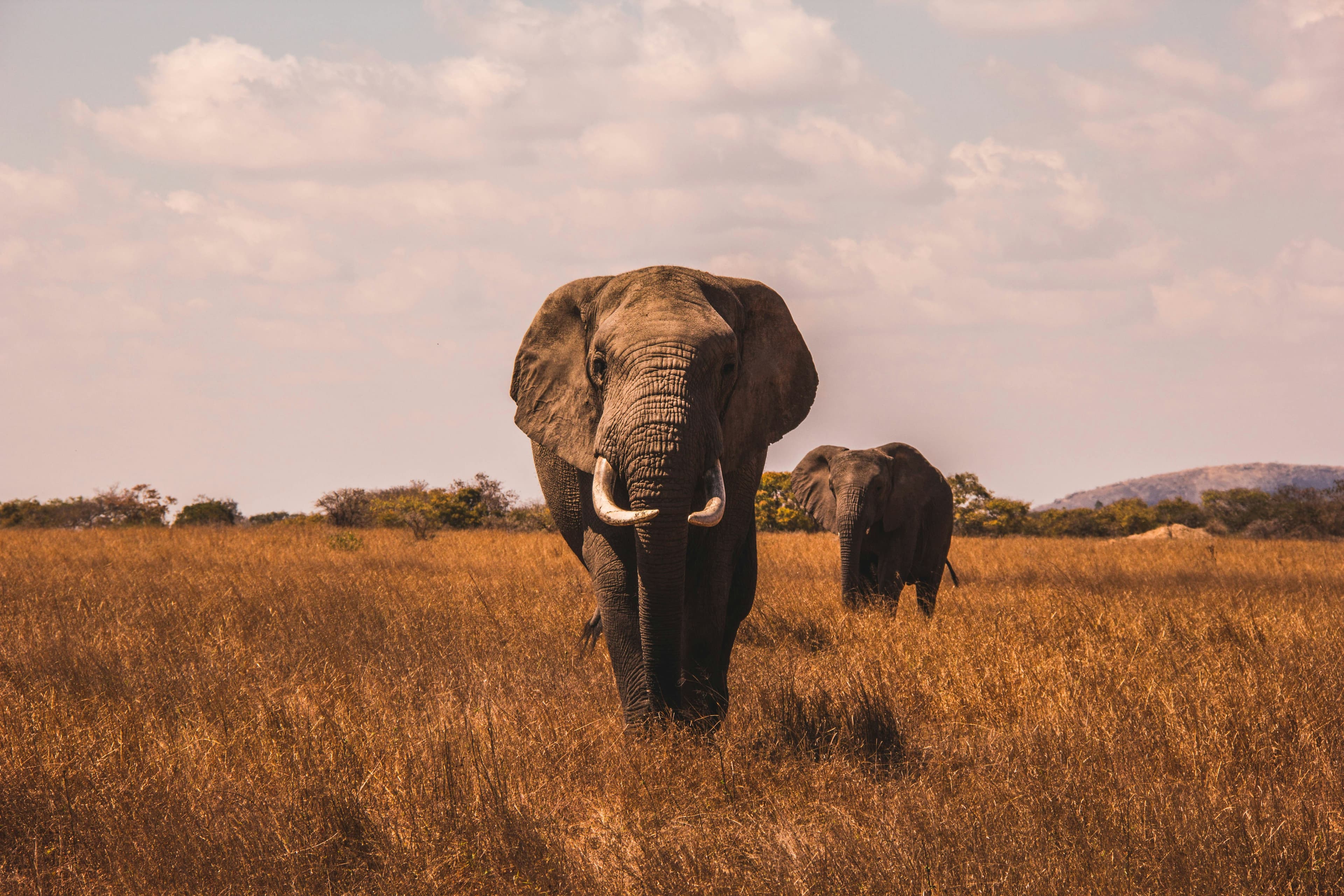 Elefante en safari